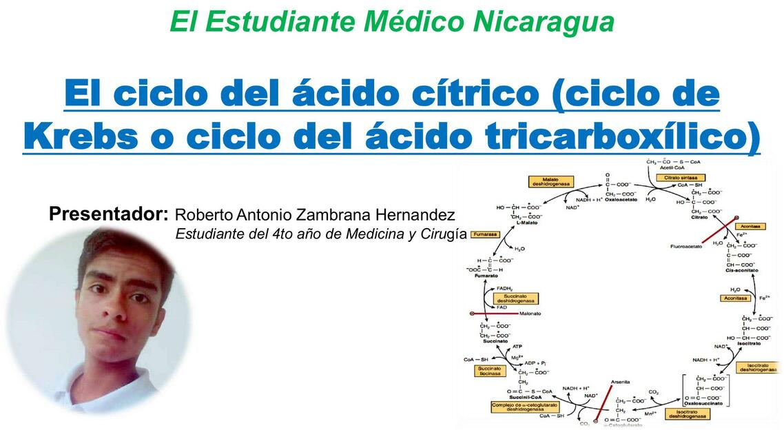 El Ciclo del Ácido Cítrico (Ciclo de Krebs o Ciclo del Ácido Tricarboxílico)