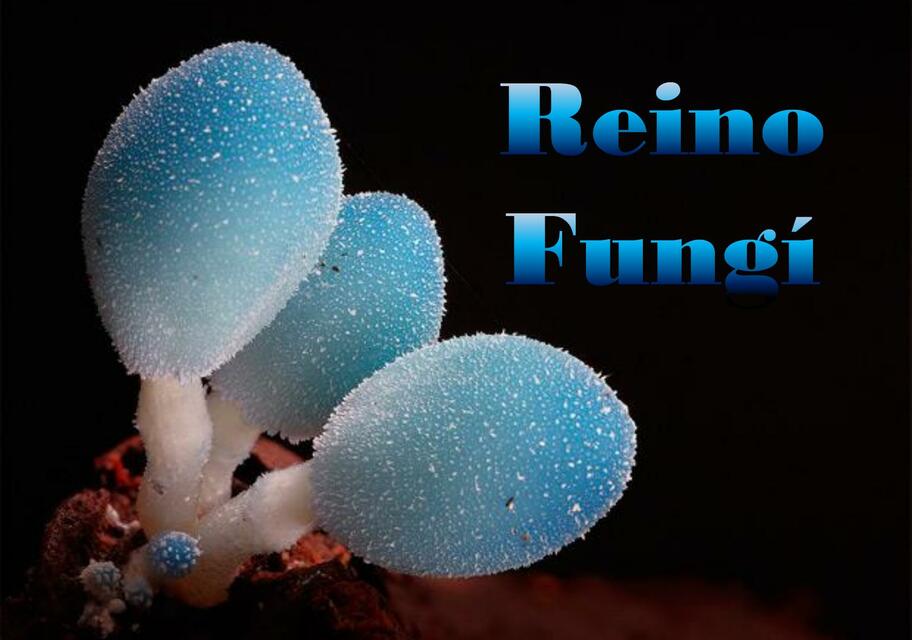 Reino Fungi 