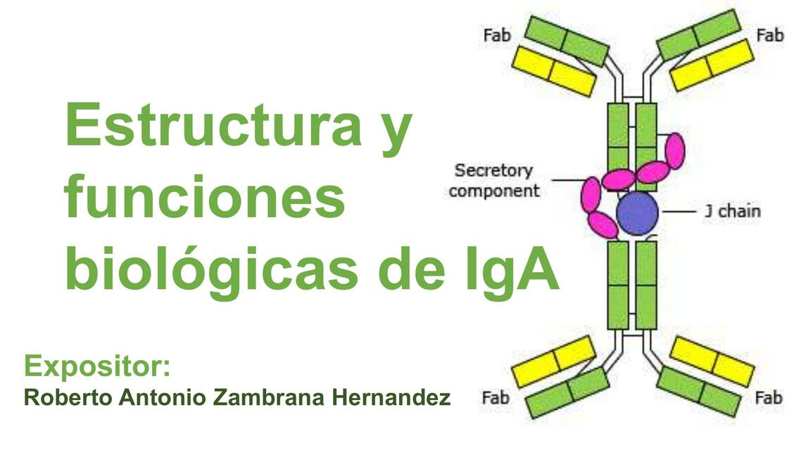 Estructura y funciones biológicas de IgA