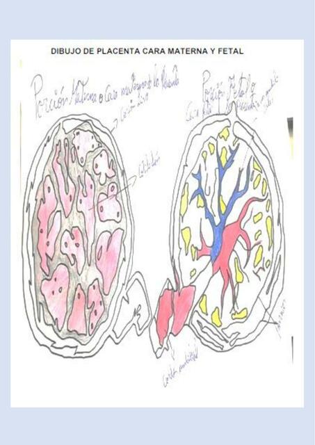 Dibujo de Placenta Cara Materna y Fetal 