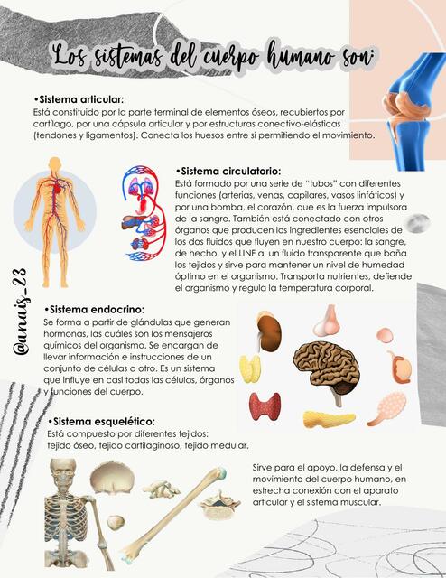 Los Sistemas del Cuerpo Humano 