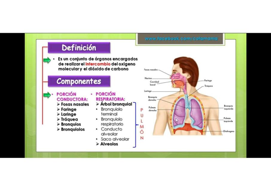 Aparato Respiratorio