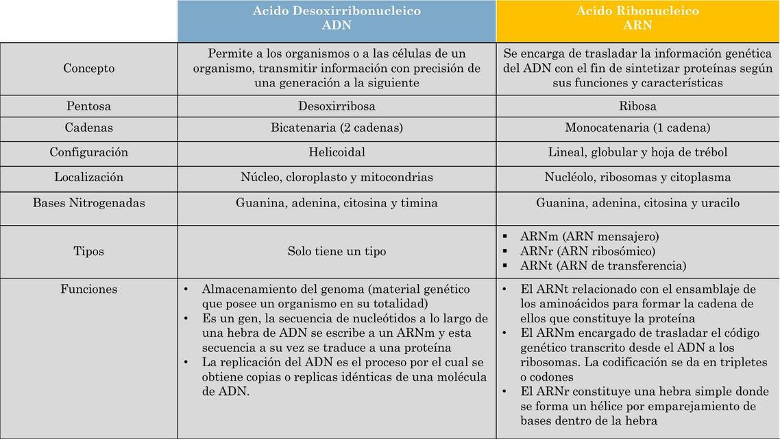 Ácidos Nucleicos 