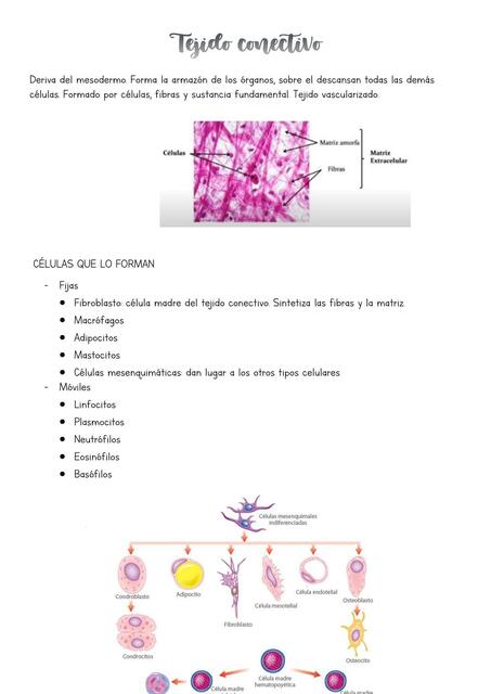 Tejido Conectivo