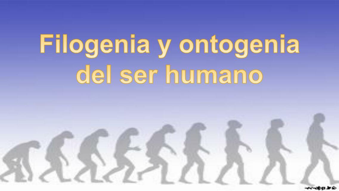 Filogenia del ser humano 