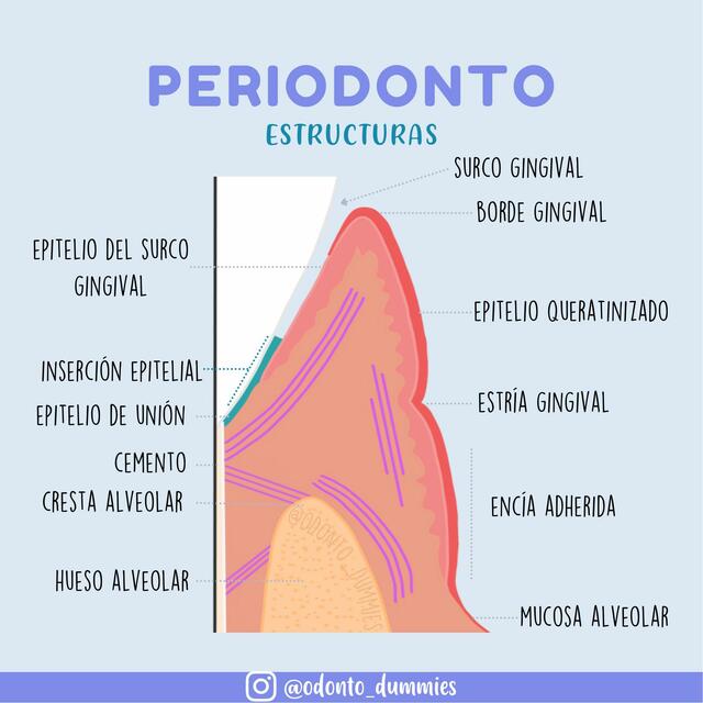 Partes del Periodonto