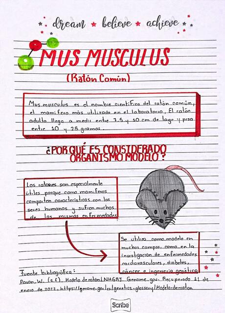 Mus Musculus 