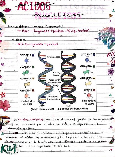 Ácidos Nucleicos