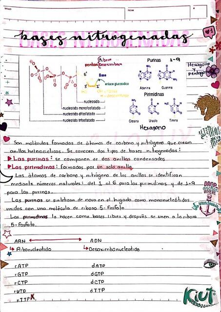 Bases Nitrogenadas