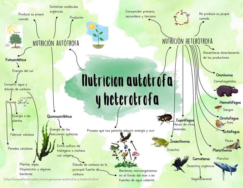 Autotrofos y Heterotrofos