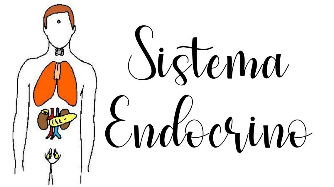 Sistema Endocrino 