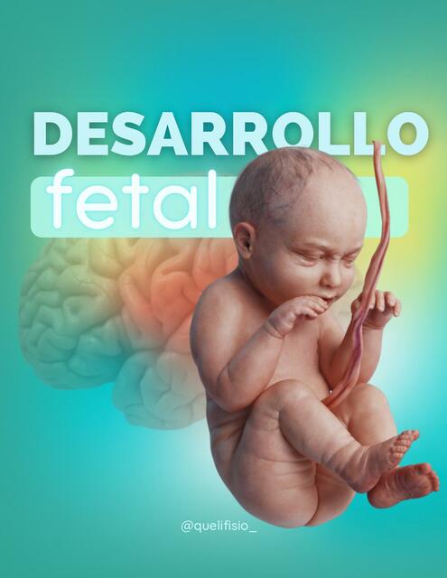 Desarrollo fetal