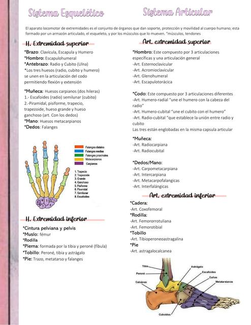 Sistema Esquelético y Articular 