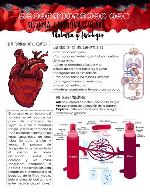 Sistema Cardiovascular