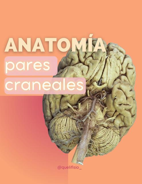 Anatomía pares craneales