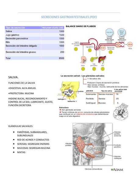 Secreciones Gastrointestinales 