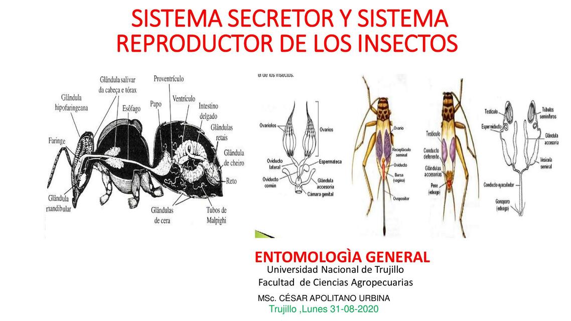 Sistema Secretos y Reproductivo en Insectos