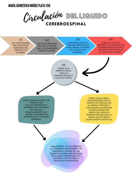 Circulación del líquido cerebroespinal