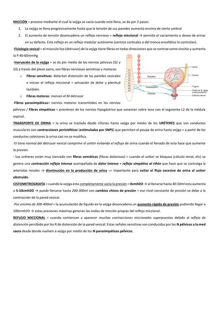 Micción 