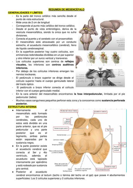 Resúmenes de Mesencéfalo | Descarga apuntes de Mesencéfalo