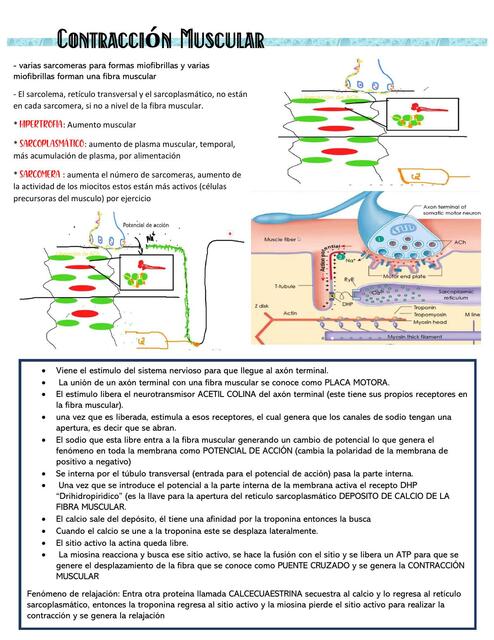 Contracción Muscular