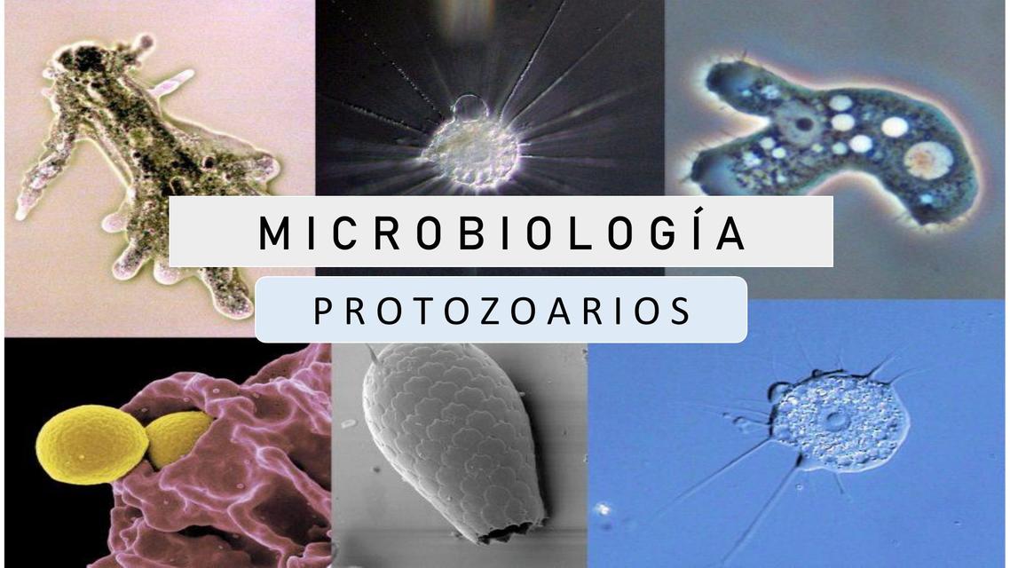 Protozoarios