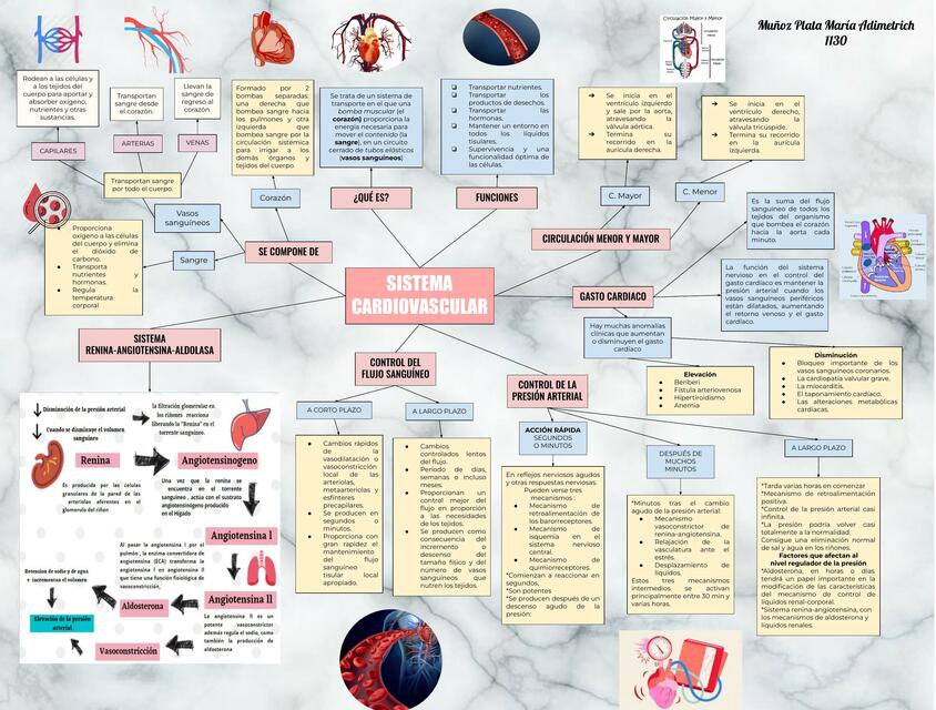 Sistema Cardiovascular