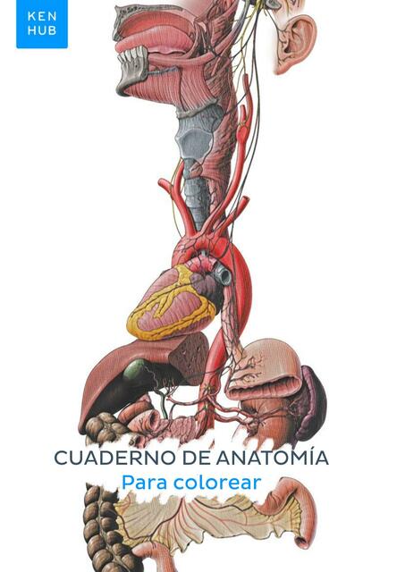 Cuaderno de Anatomía para Colorear