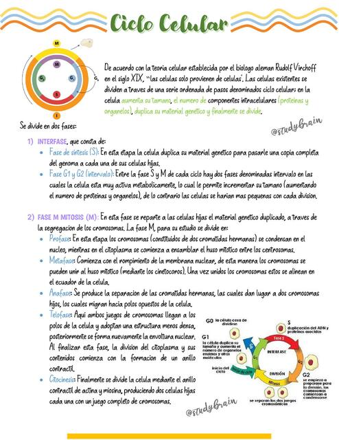 Ciclo Celular 