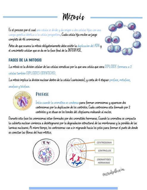 Mitosis 