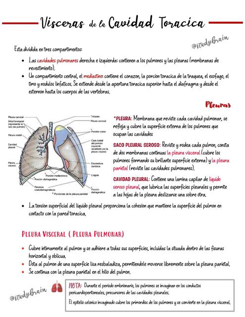 Vísceras de la Cavidad Torácica