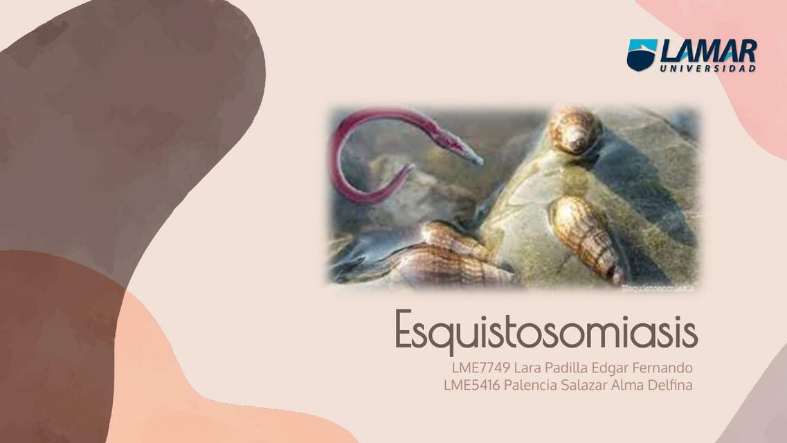 Flashcards de Esquistosomiasis | Por Alma Delfina Palencia Salazar | uDocz