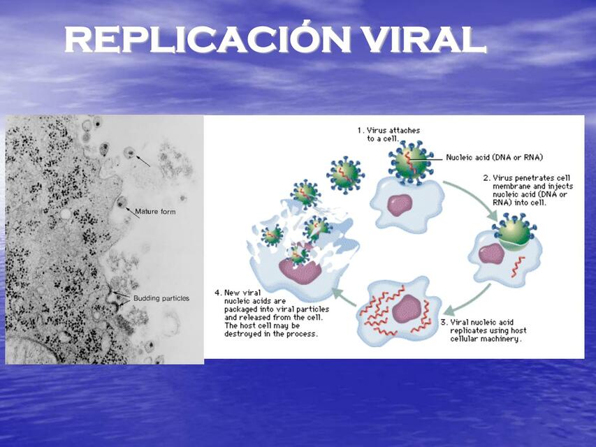 Replicación Viral