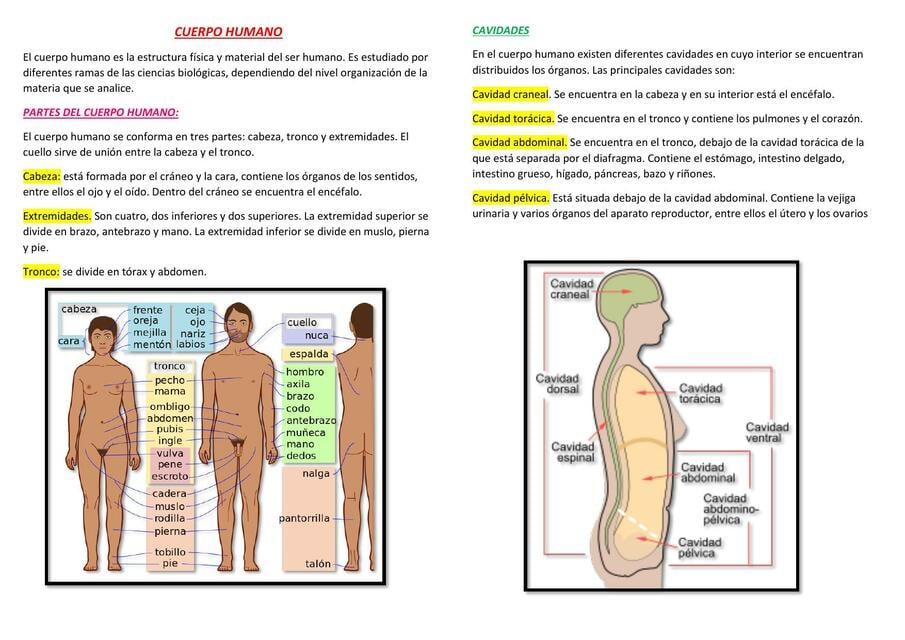 cuerpo humano | uDocz