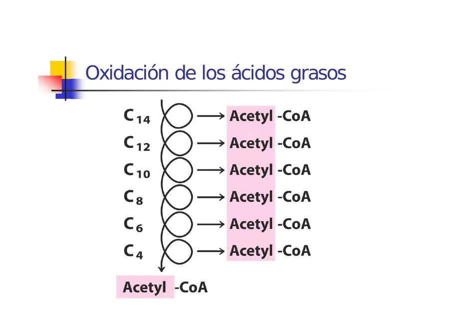 Oxidación de los Ácidos Grasos