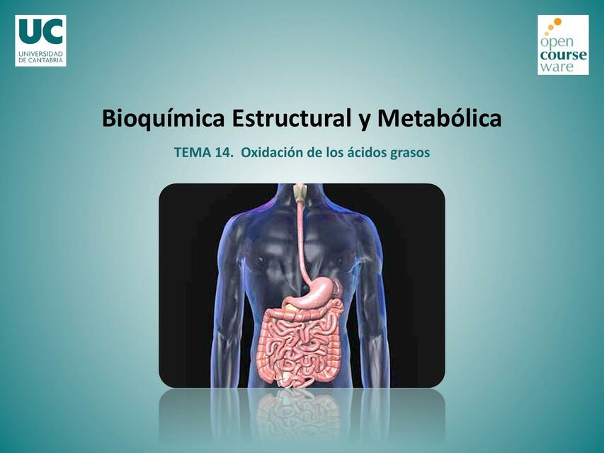 Oxidación de los ácidos grasos