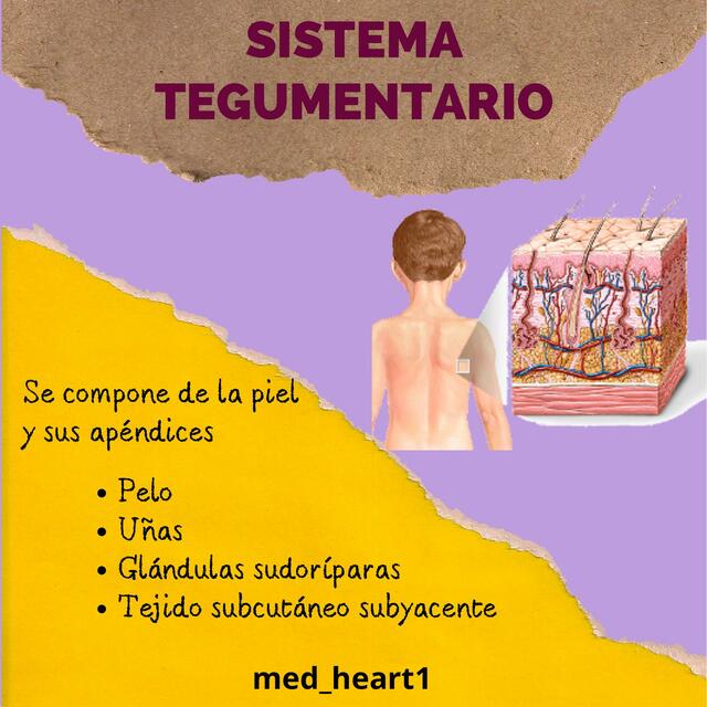 Anatomía Sistémica