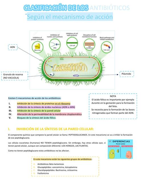 Bacteriología y Antibióticos