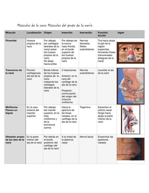 Músculos de la Cara 