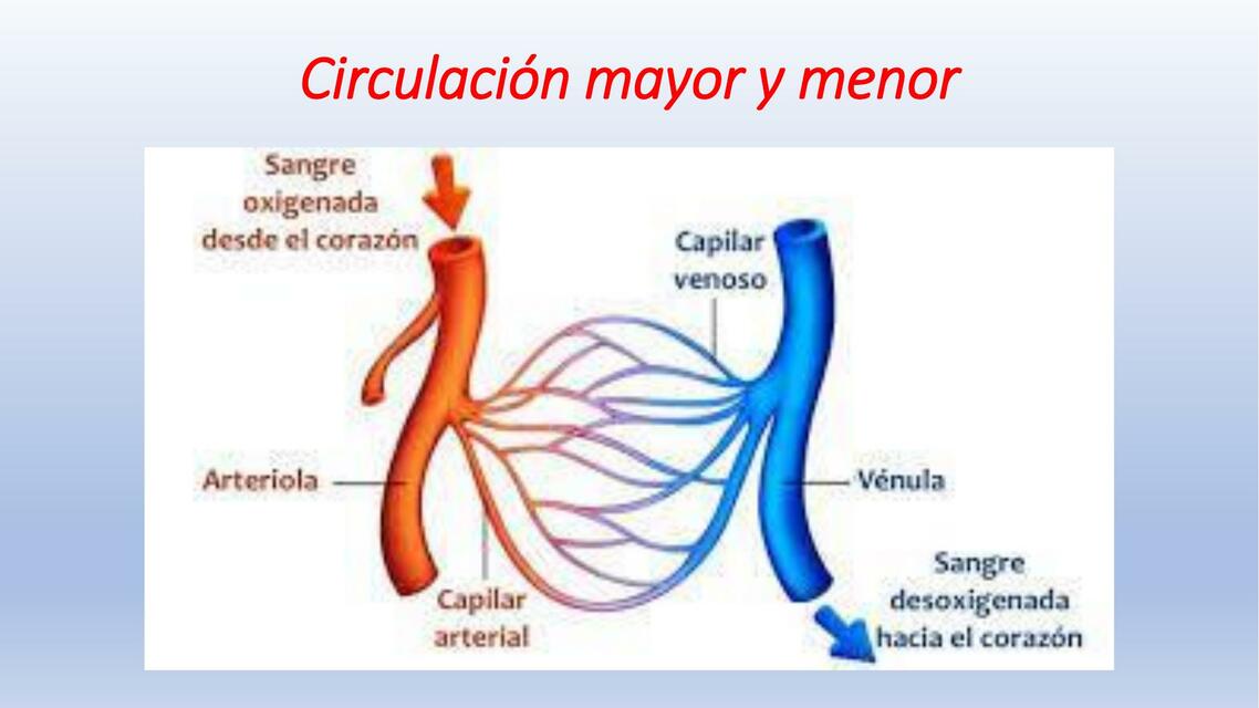 Resúmenes de Circulación mayor y menor | Descarga apuntes de