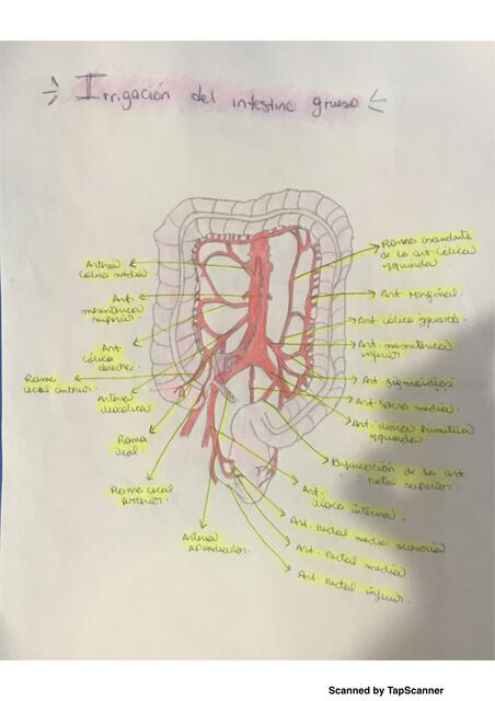 Dibujo Irritación del Intestino Grueso