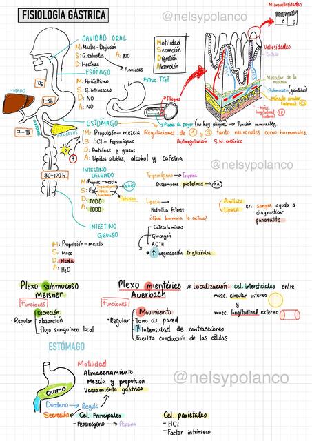 Fisiología Gástrica
