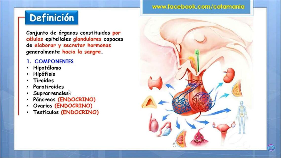 Sistema Endocrino