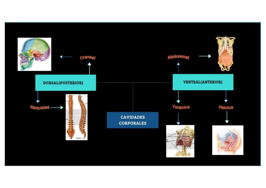 Cavidades Corporales 