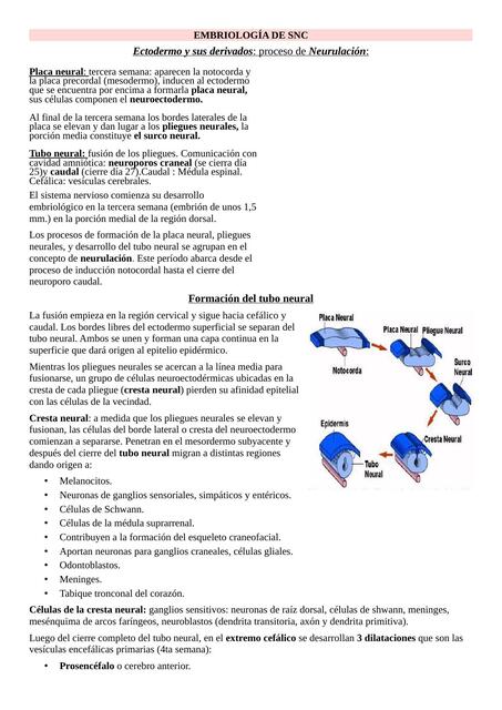 Embriología del Sistema Nervioso Central