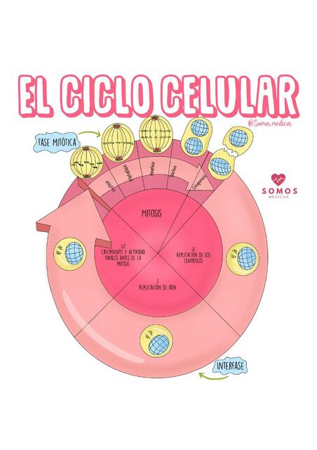 El Ciclo Celular