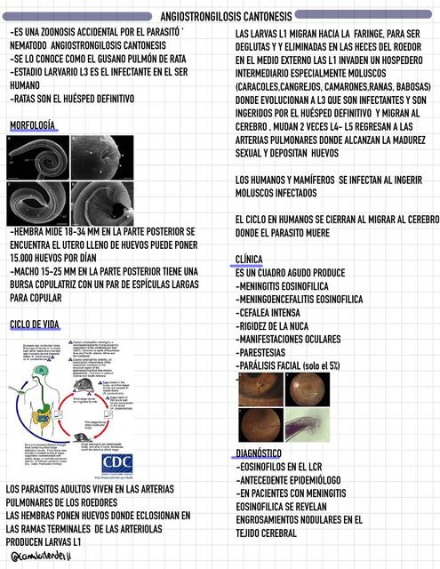 Angiostrongilosis Cantonesis 