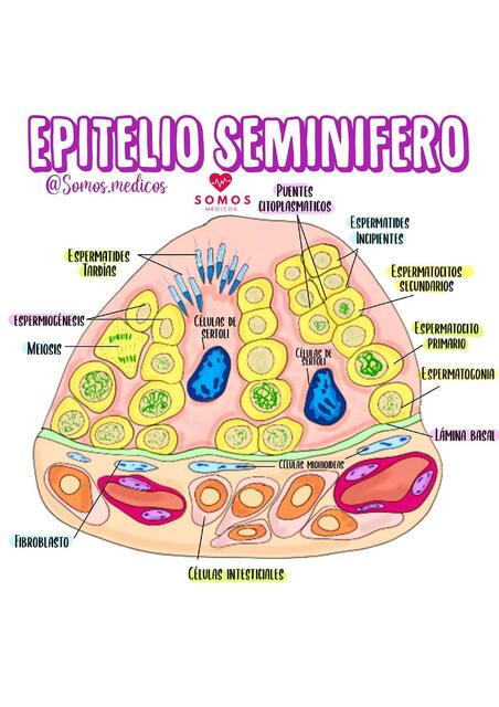 Epitelio Seminifero