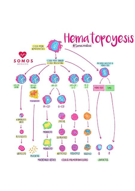 Hematopoyesis