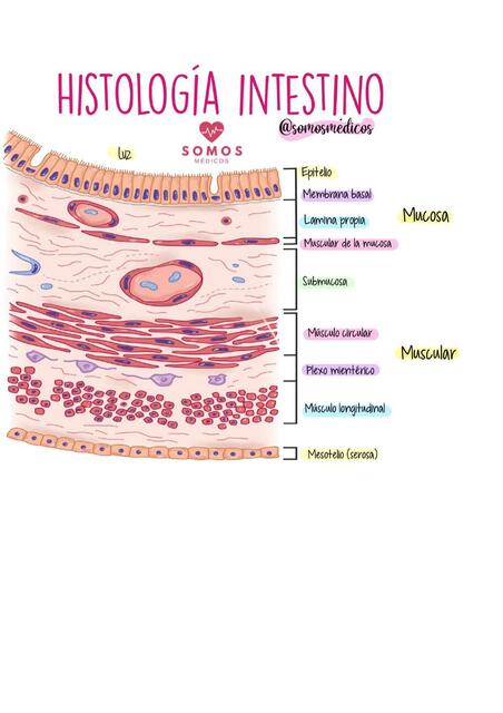 Histologia de intestino